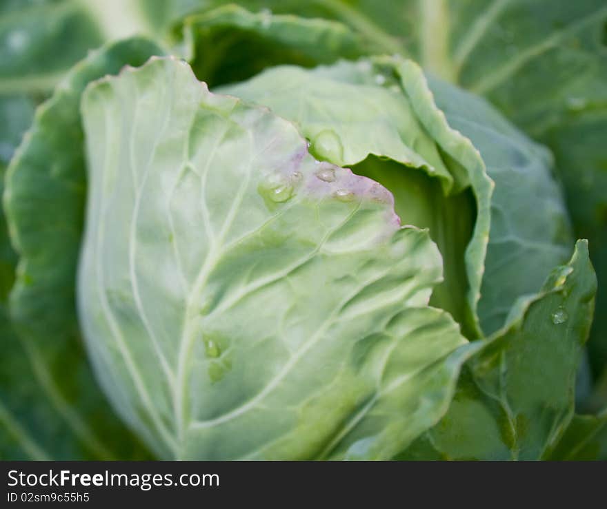 Green cabbage head with leaves growing on the field. Green cabbage head with leaves growing on the field