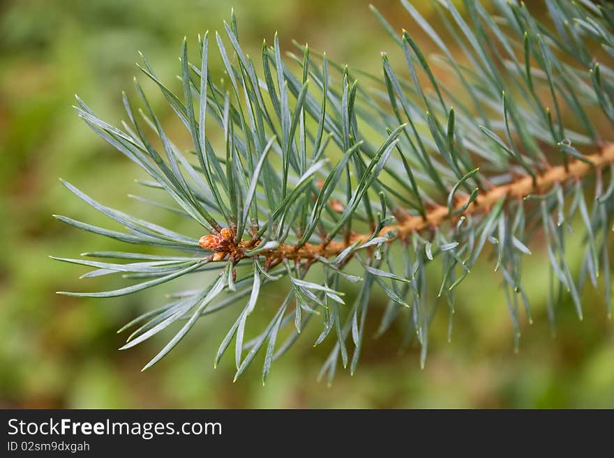 Pine tree branch