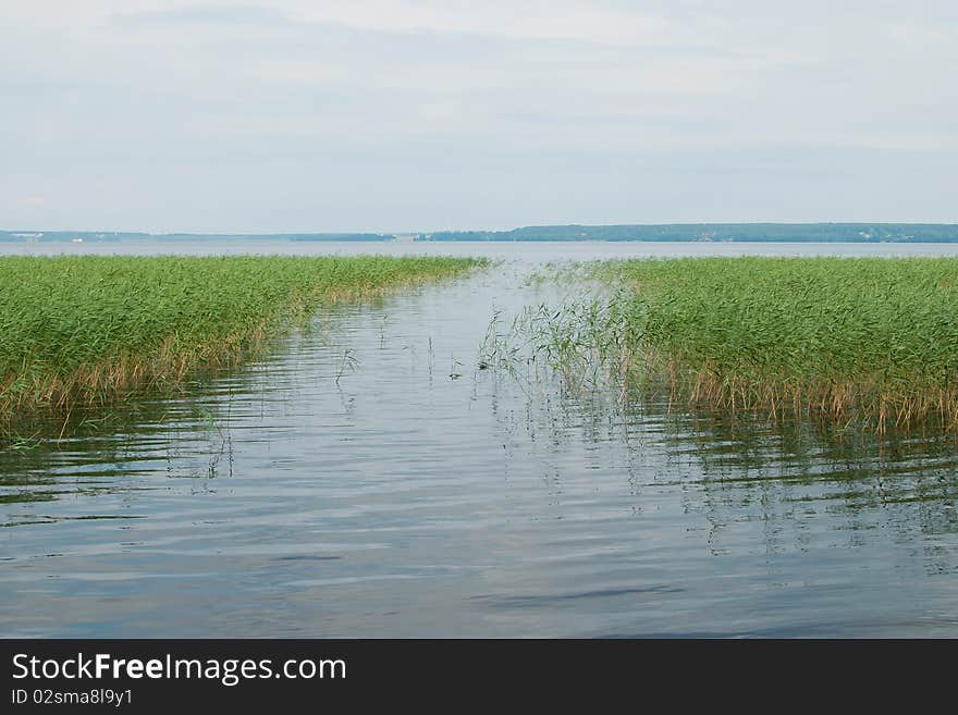 Beautiful lake with green cane on the sky backgorund. Beautiful lake with green cane on the sky backgorund