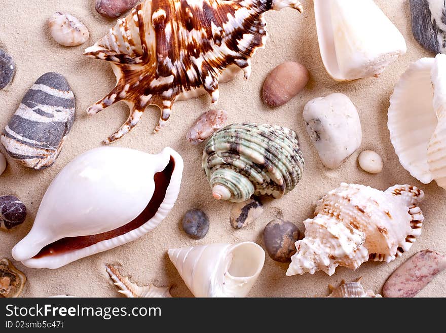 Seashells in sand