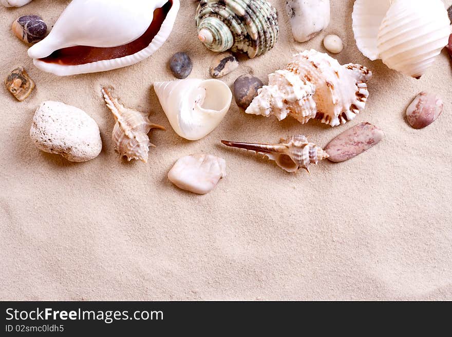 Seashells in sand as a background