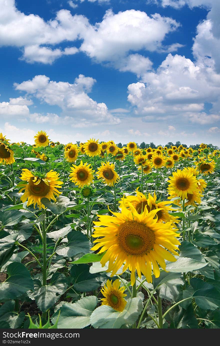 Big meadow of sunflowers