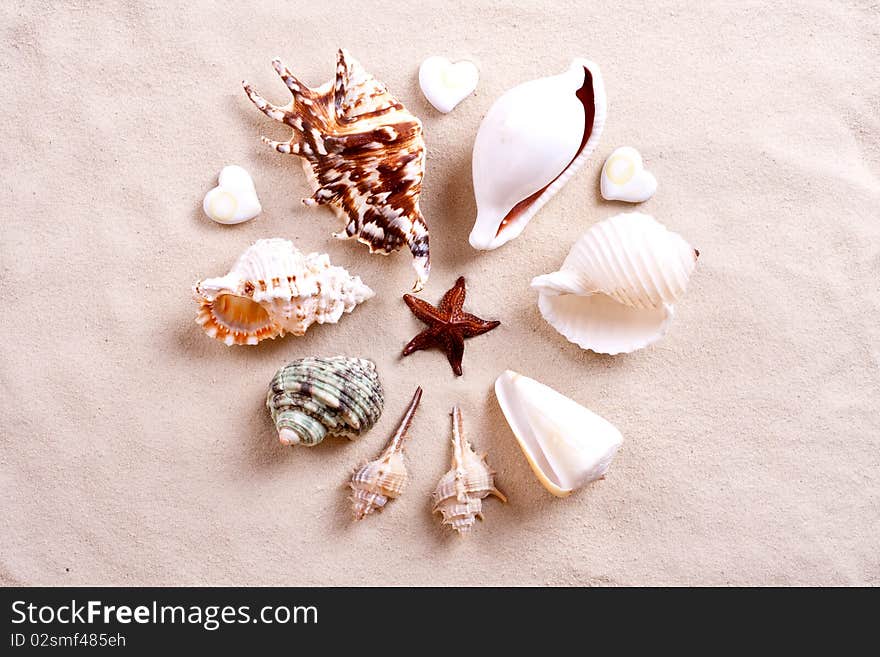 Seashells In Sand