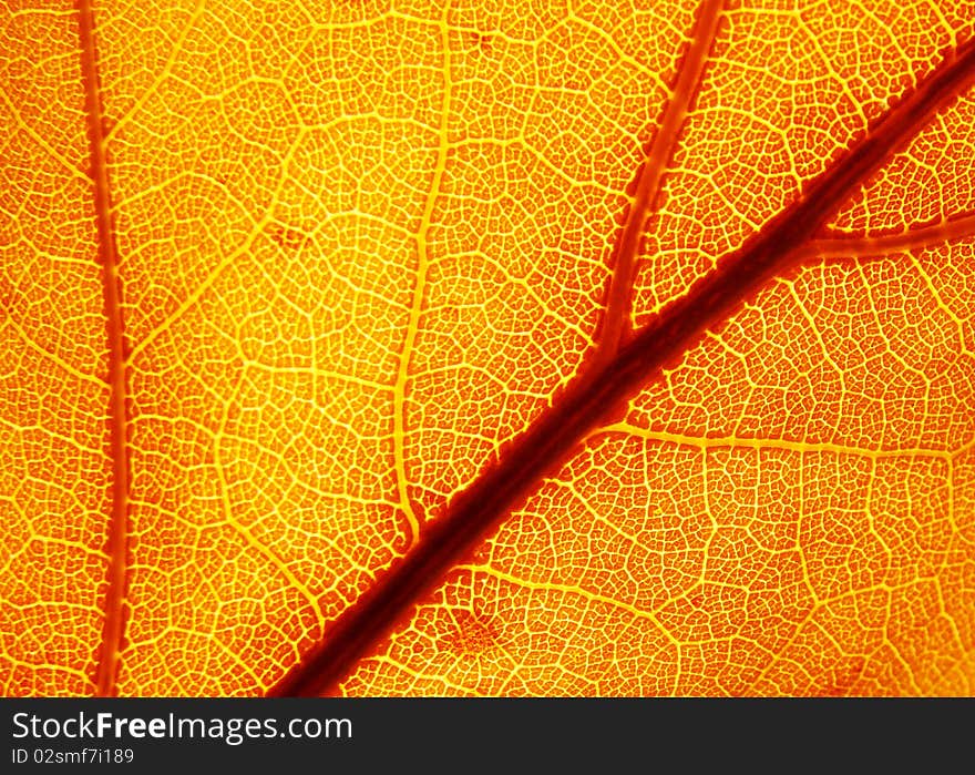 Close up internal leaf structure pattern. Close up internal leaf structure pattern.