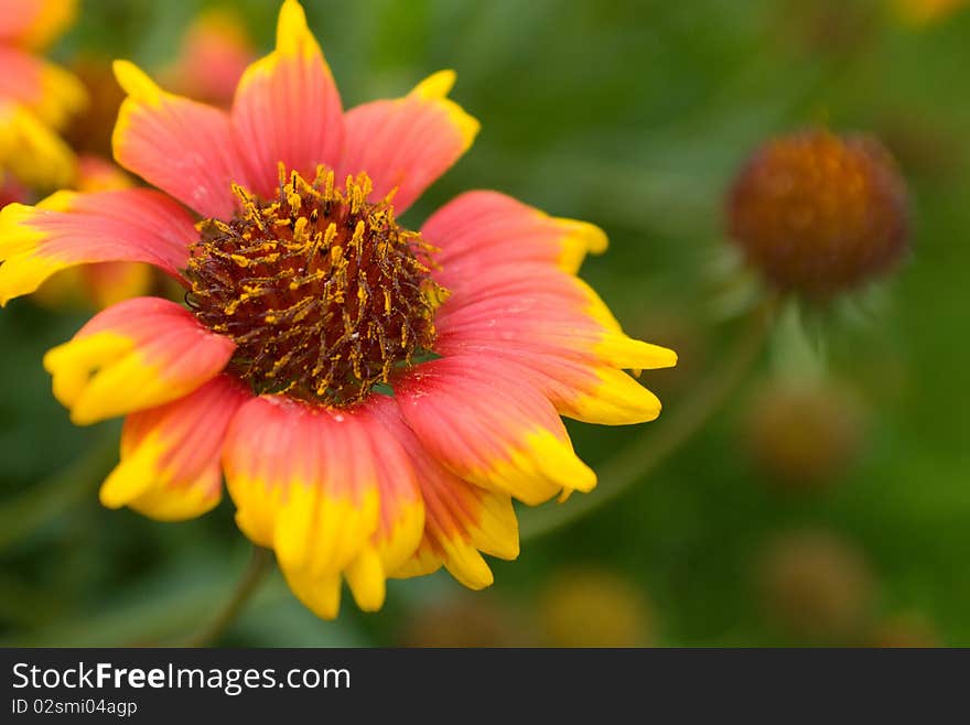 Daisy in orange 4