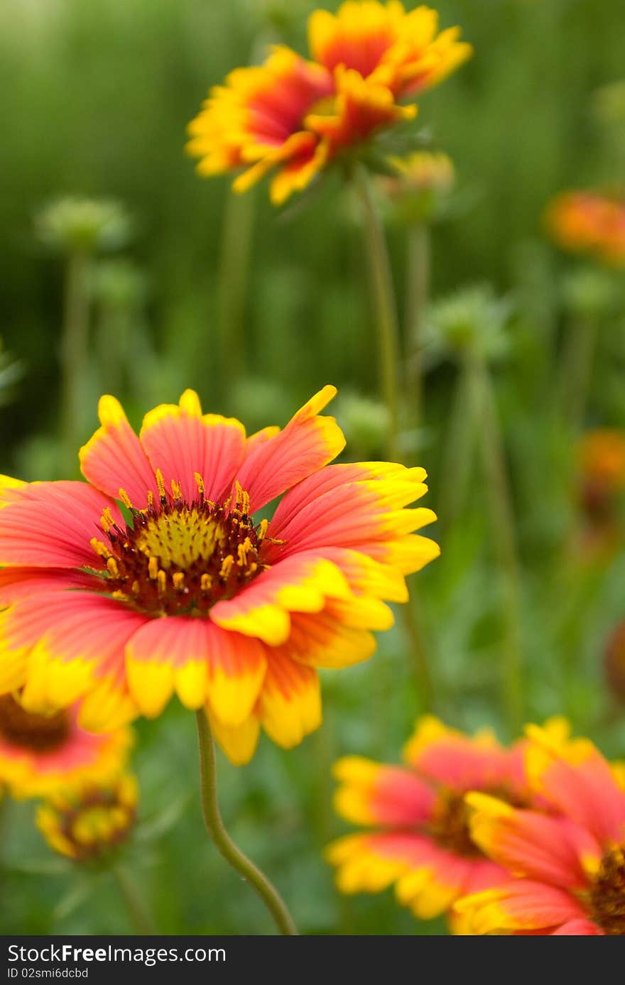 Daisy in orange 5