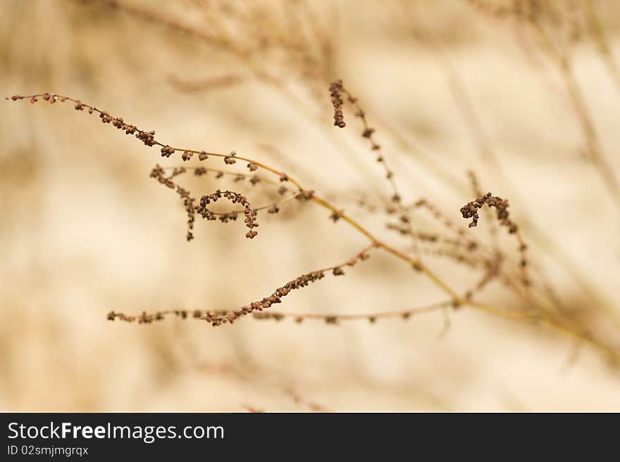 Abstract Withered Plant