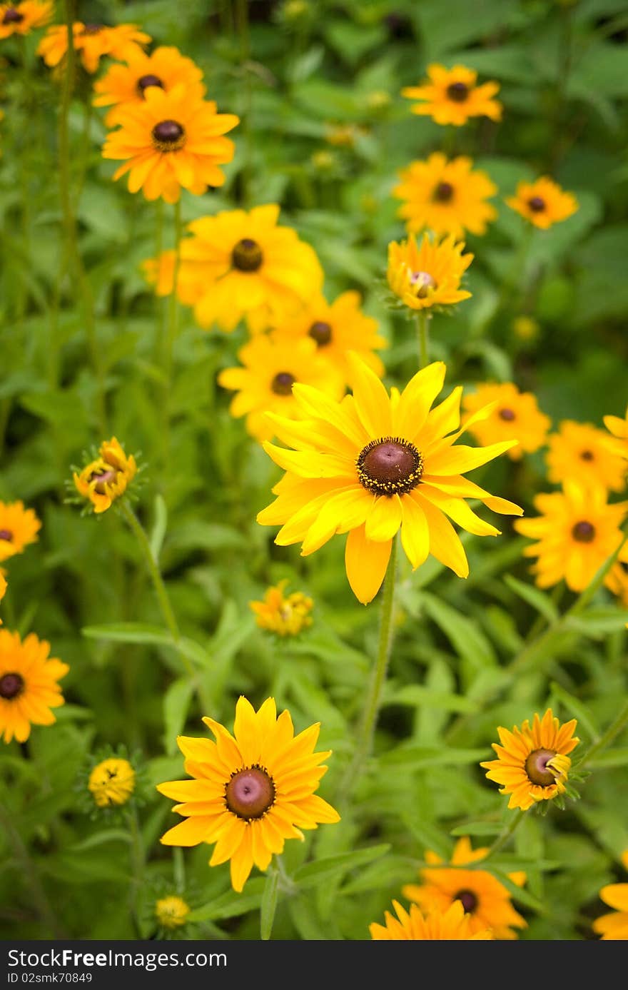 Marigold in the garden 4