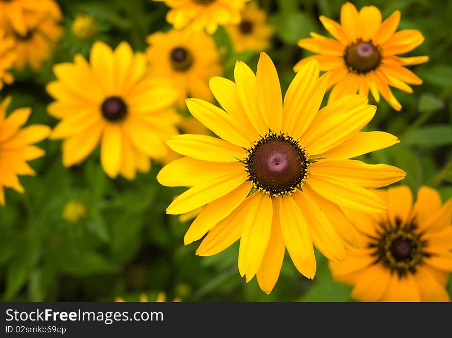 Marigold in the garden 5