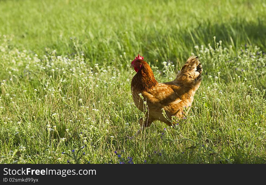 Running chicken