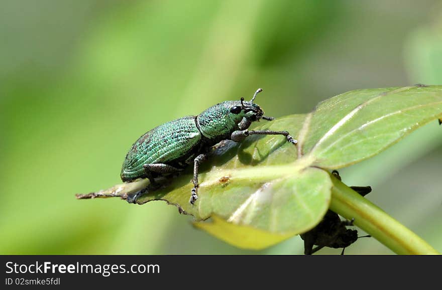 Green beetle setting on leaf