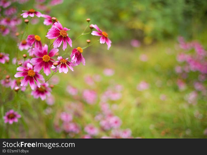 Calliopsis in the garden