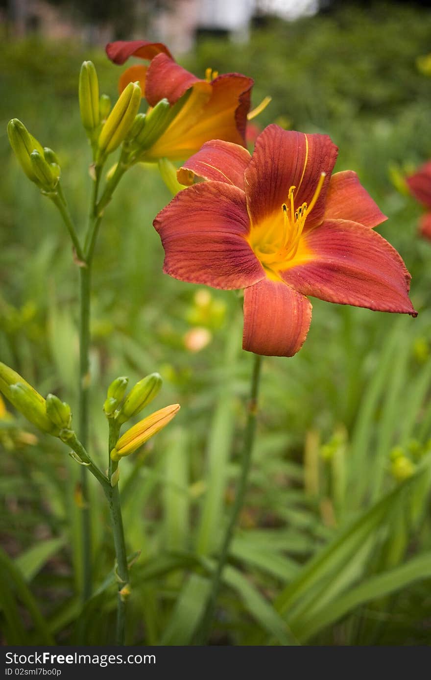 Lily In Red