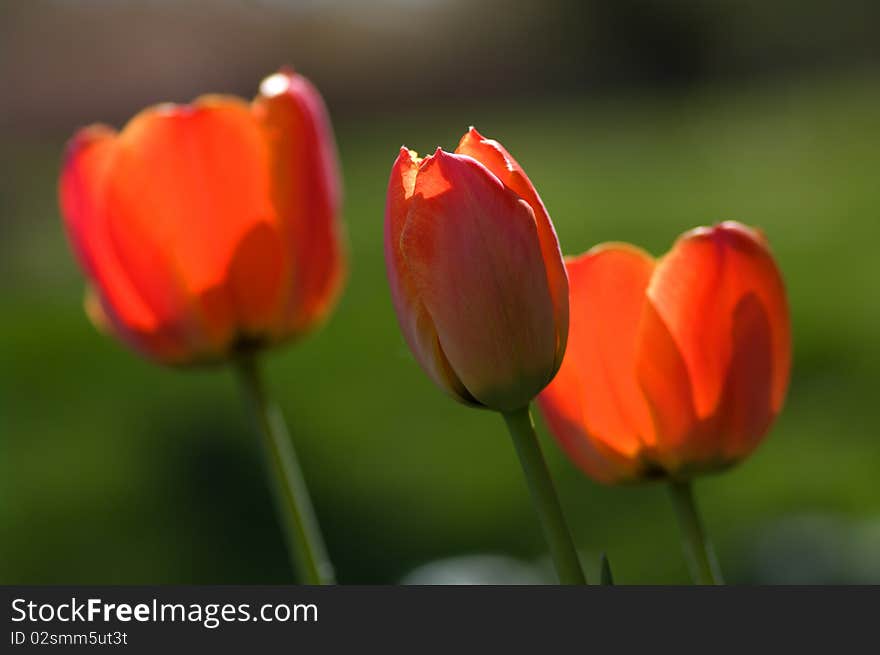 Three red tulips on green background. Three red tulips on green background