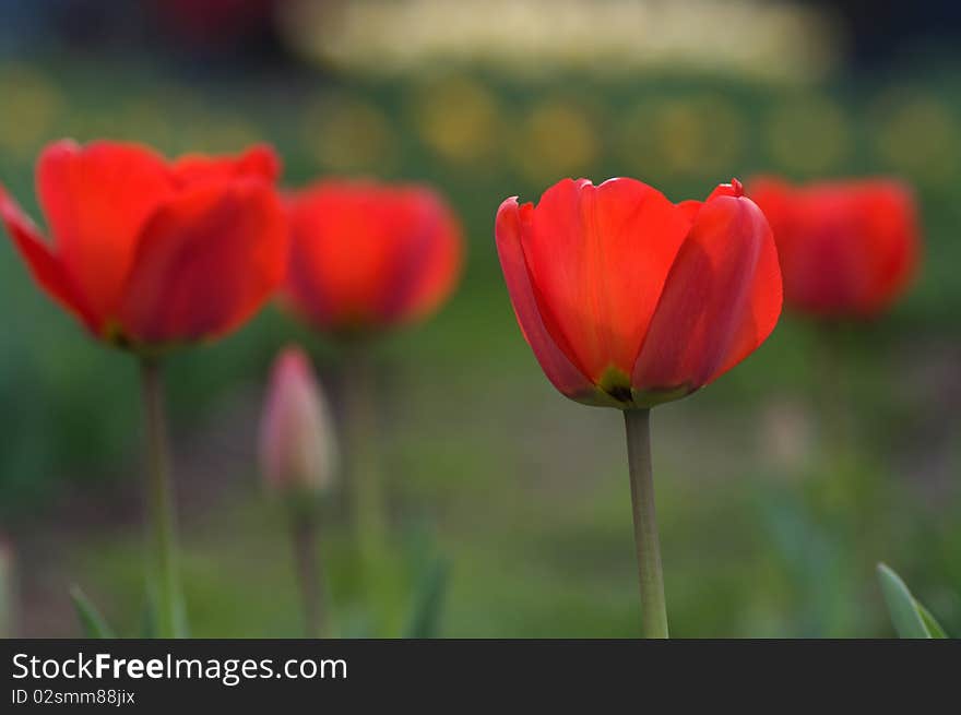 Close-up on red tulips with green background. Close-up on red tulips with green background