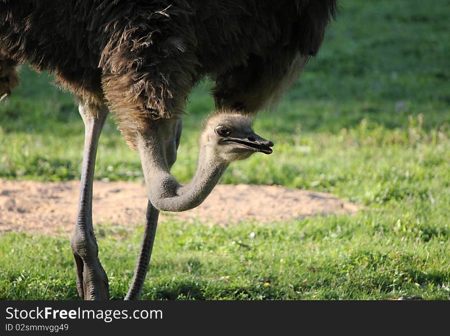 Ostrich grey and brown and grass green