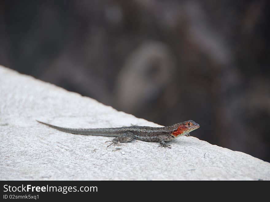 A tiny red face Galapagos lizard