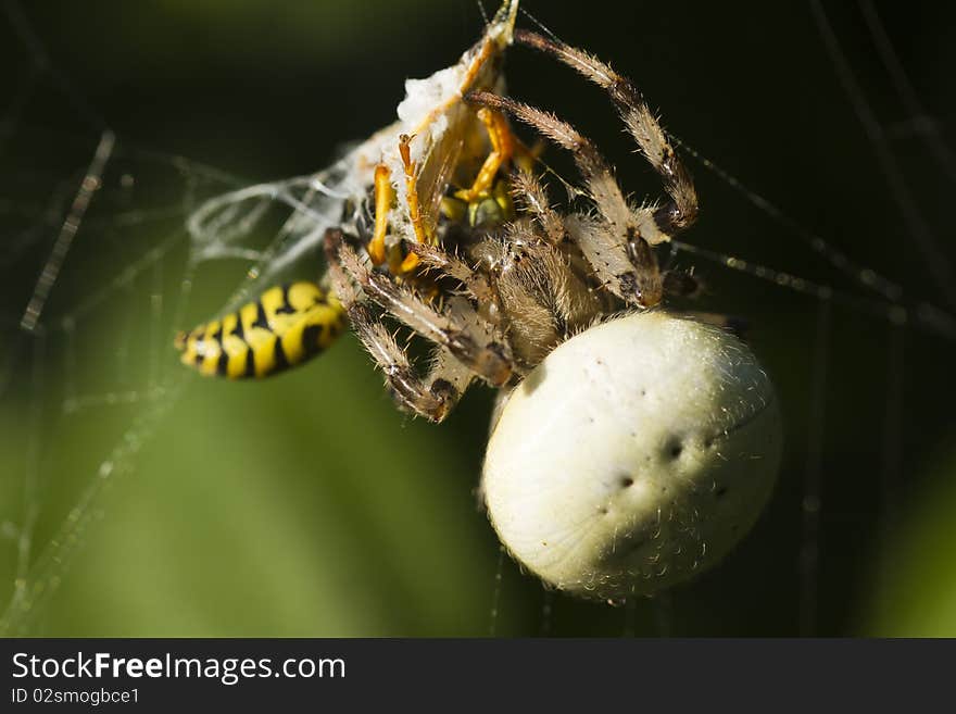 Wasp killed by spider