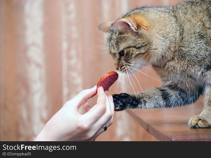 The cat tries to take away sausage from hands. The cat tries to take away sausage from hands