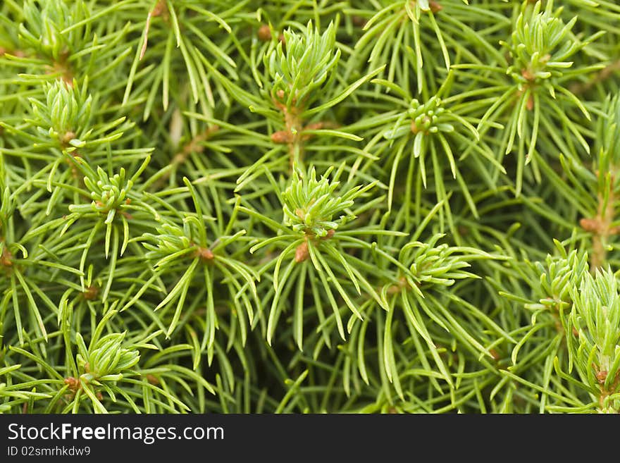 Young pine close-up