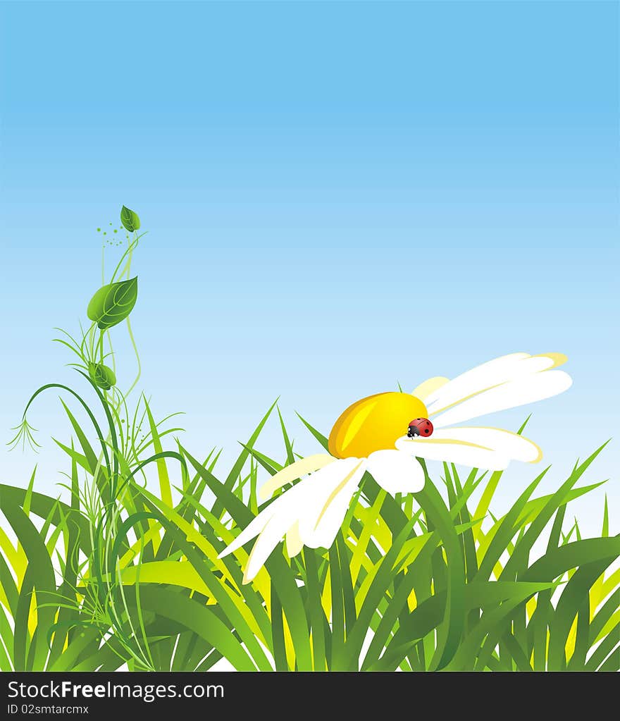 Chamomile and grass. Spring composition. Illustration