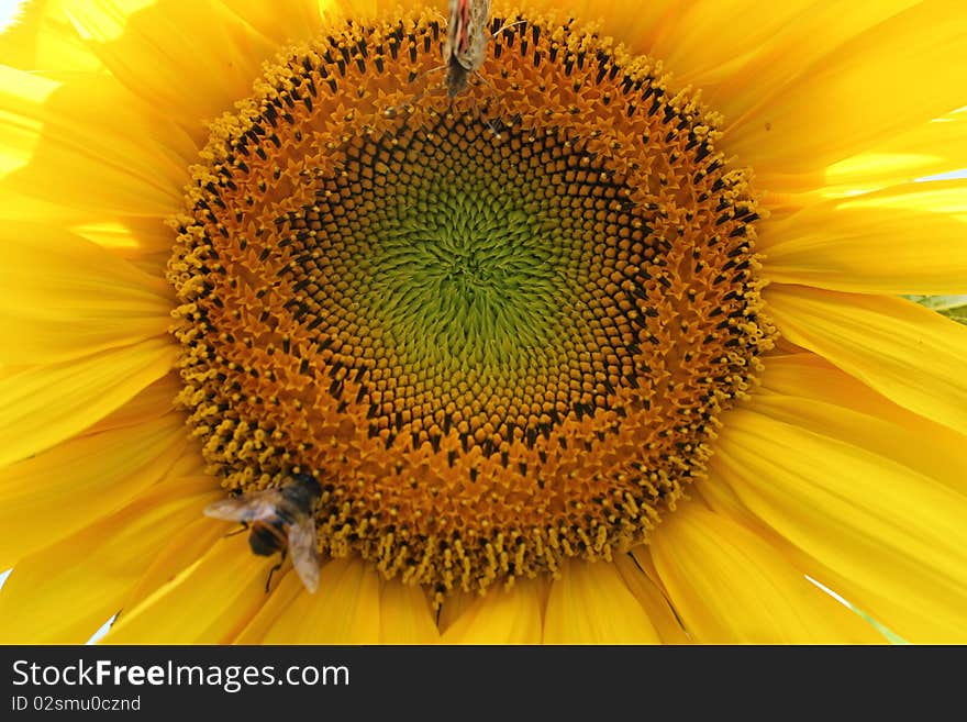 Sunflower alone