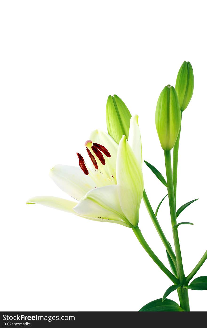 Lily on a white background