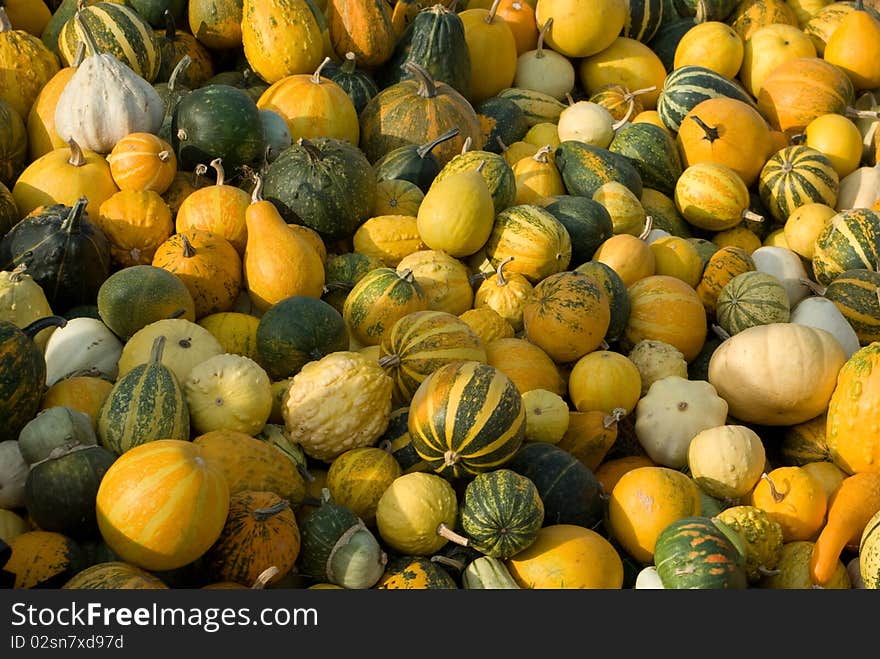 Group of varicoloured pumpkins on the field