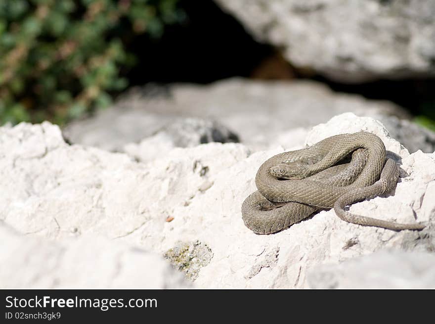 Coiled snake.