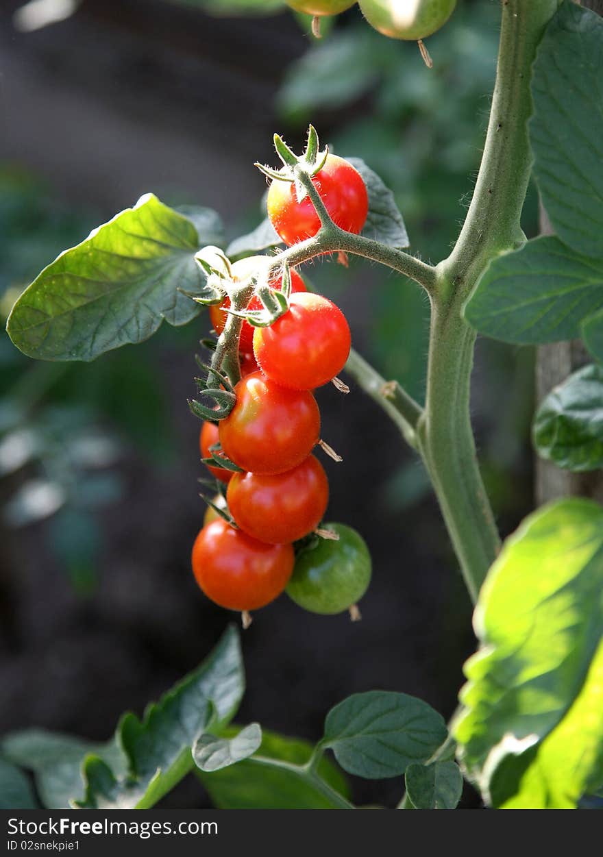 Bunch of red tomatoes