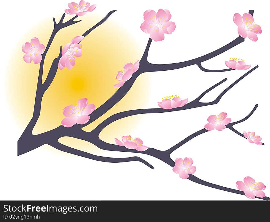 Flowering peach tree branch under the sun. Flowering peach tree branch under the sun