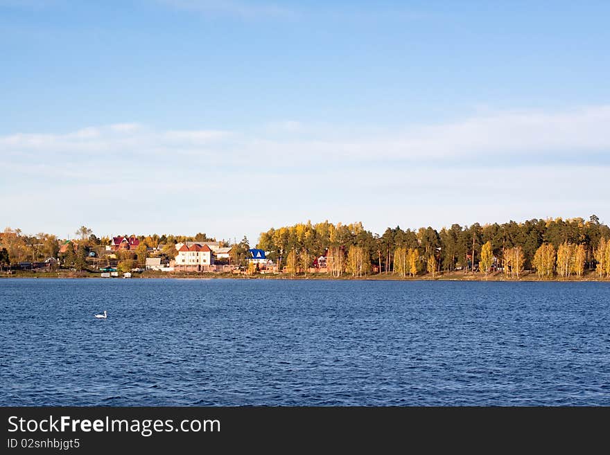 A swan floating in a lake; cottages in a forest are in the background