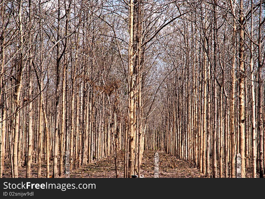 The Row of the rubber tree in Uttaradit province of Thailand.