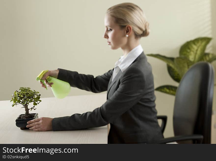 Businesswoman watering her bonsai tree. Businesswoman watering her bonsai tree