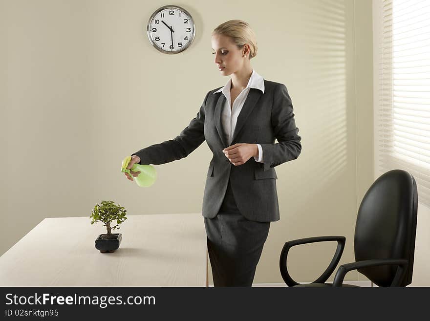 Businesswoman watering her bonsai tree. Businesswoman watering her bonsai tree