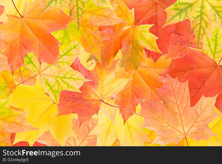 Multicolor autumn maple leaves background