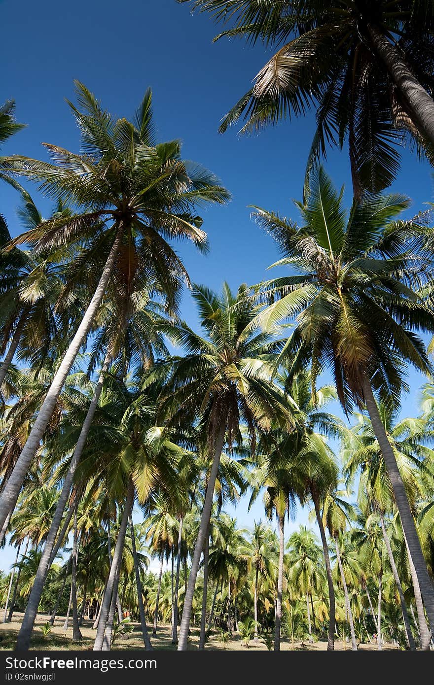 Sunny day at the south of Thailand. Sunny day at the south of Thailand