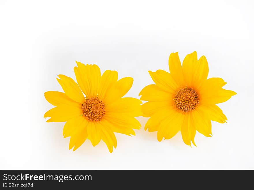 Two bright and yellow emperor sunflower on white background.  These flowers just shouts out summer!