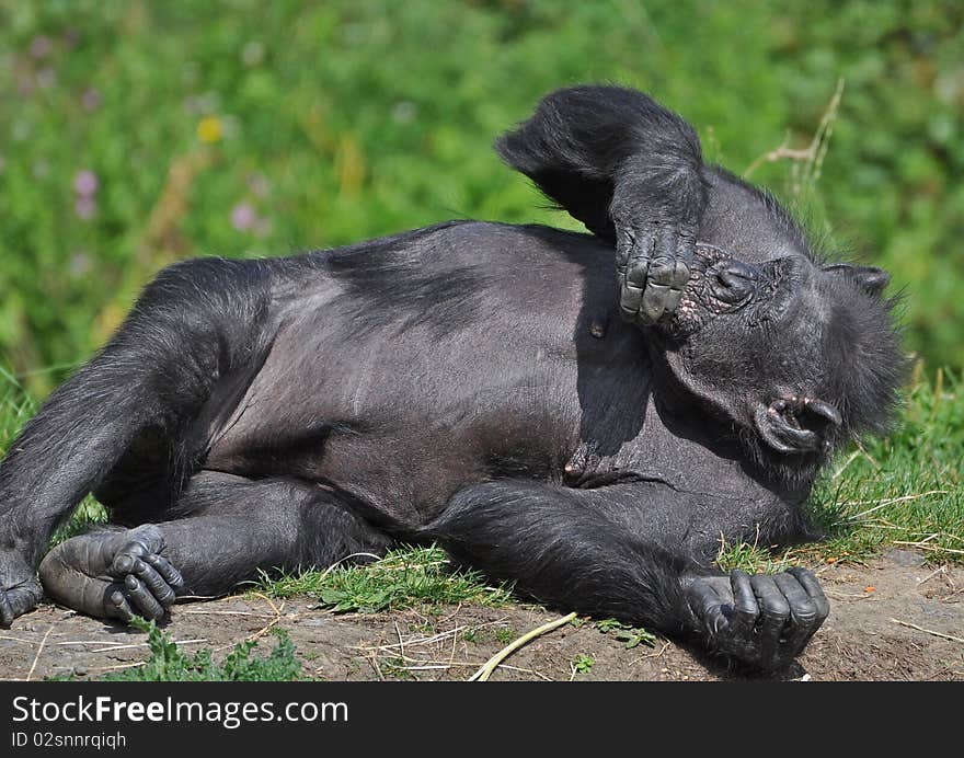 Chimpanzee at dublin zoo