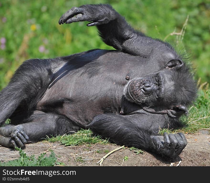 Chimpanzee at dublin zoo