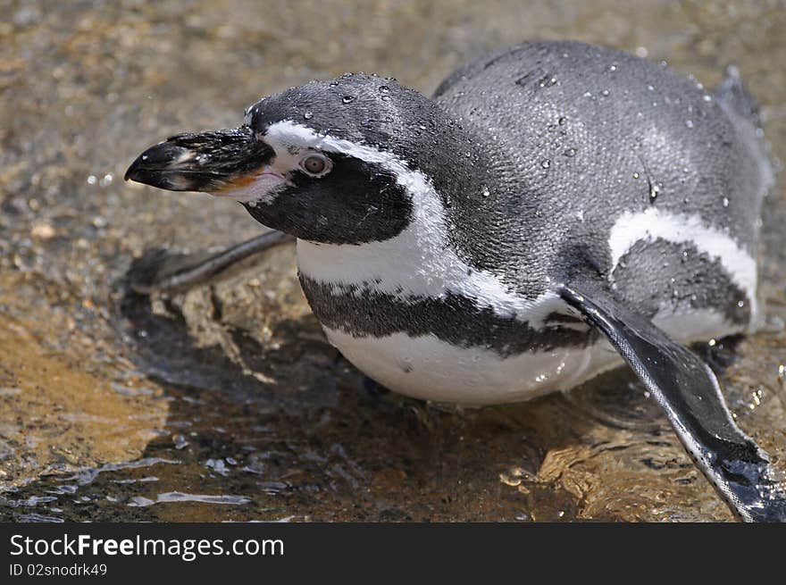 Magellanic penguin at dublin zoo