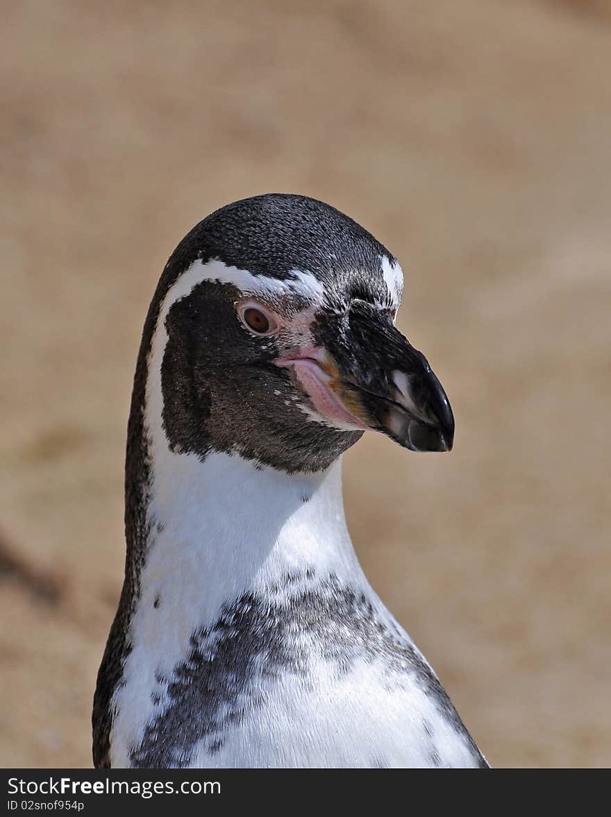 Magellanic penguin at dublin zoo