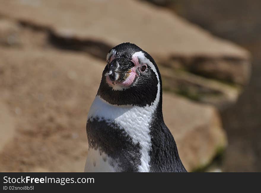 Magellanic Penguin At Dublin Zoo