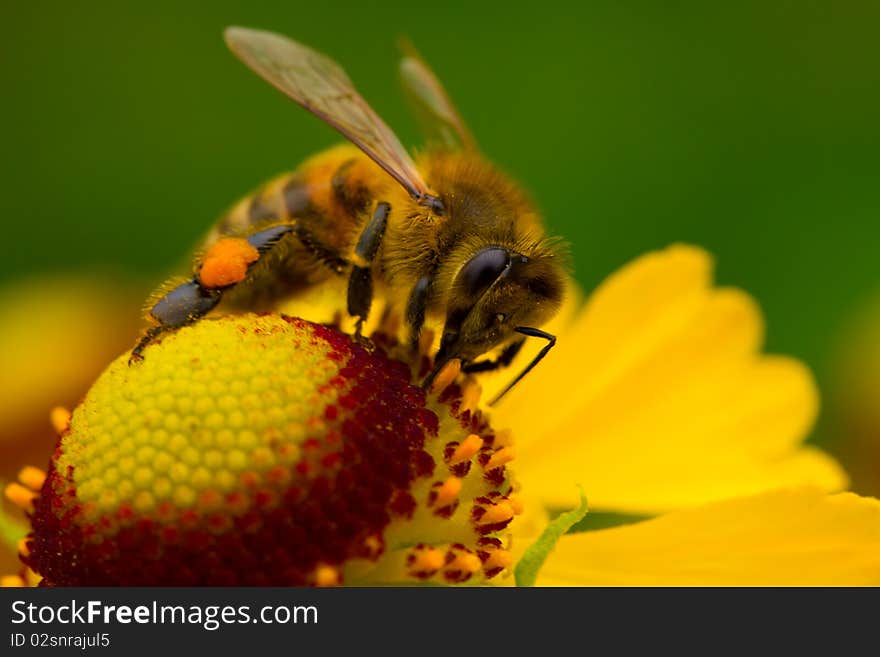 Bee on yellow flower