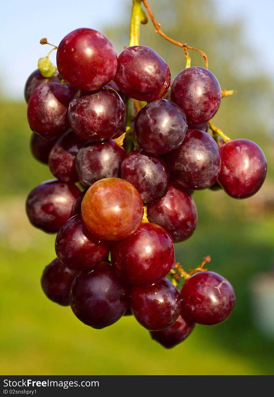 Branch of red ripe grapes