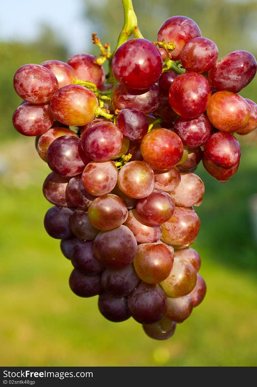 Branch of ripe grapes