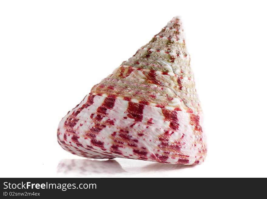 Sea shell isolated over white. Shallow depth of field.