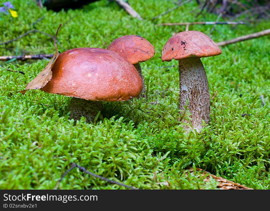 Close-up Three Orange-cup Mushrooms