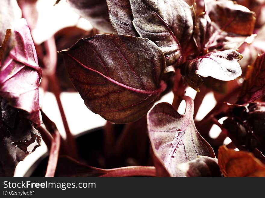 Close-up of a red basil.