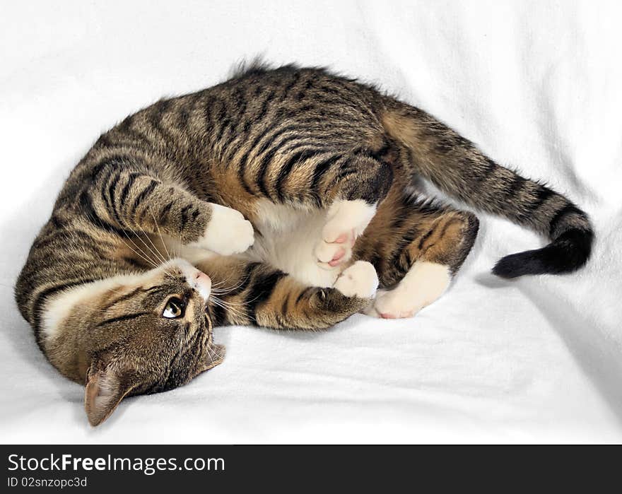 Striped short haired domestic cat. Striped short haired domestic cat